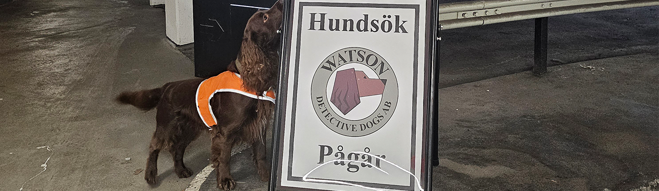 En brun spaniel som står vid gatupratare med text om att hundsök pågår